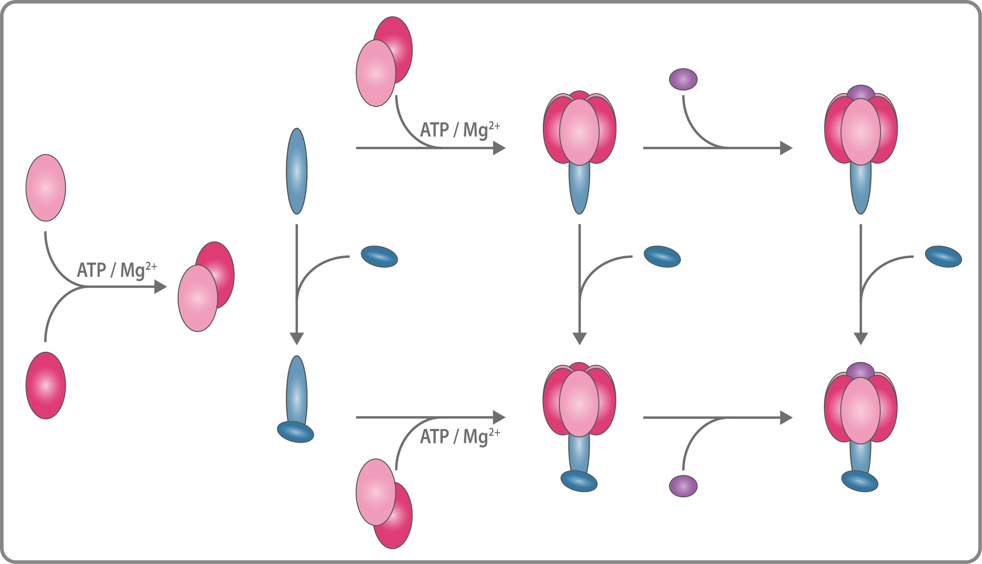 ATP synthase assembly